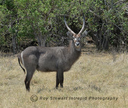 Waterbuck