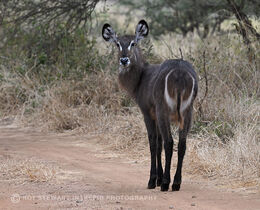 Waterbuck
