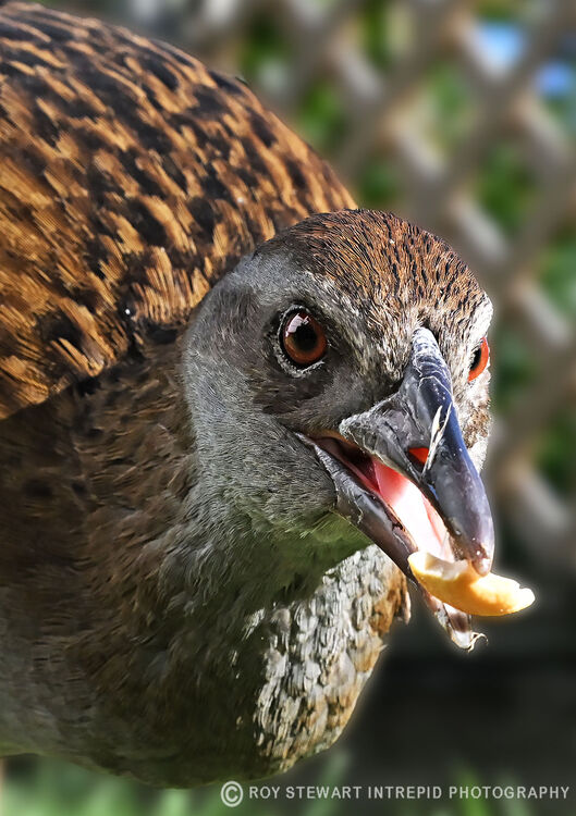 Weka