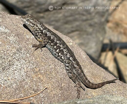 Western Fence Lizard