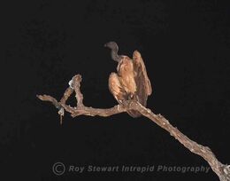 White Backed Vulture