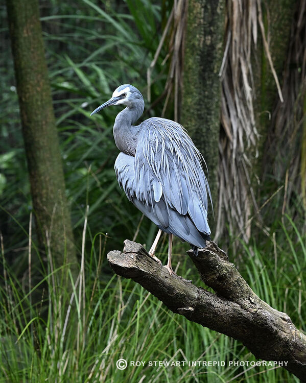 White-Faced Heron (Matuku Moana)