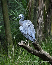 White-Faced Heron (Matuku Moana)