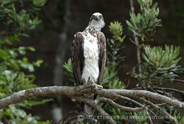 White-bellied Sea-Eagle
