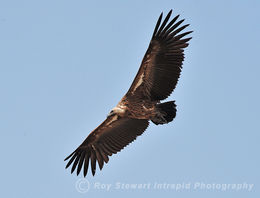 White Backed Vulture