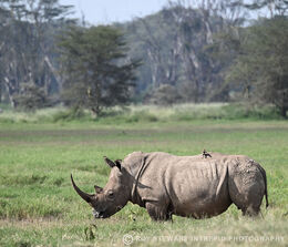 White Rhino