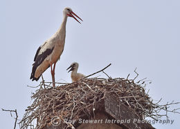 White Stork