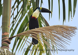 White Throated Toucan