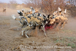 Wild Dog Frenzy