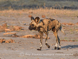 Wild Dog