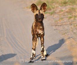Wild Dog pup