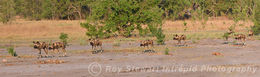 Wild dogs on the hunt