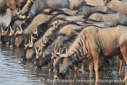 Wildebeest