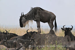 Wildebeest