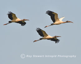 Wood Stork