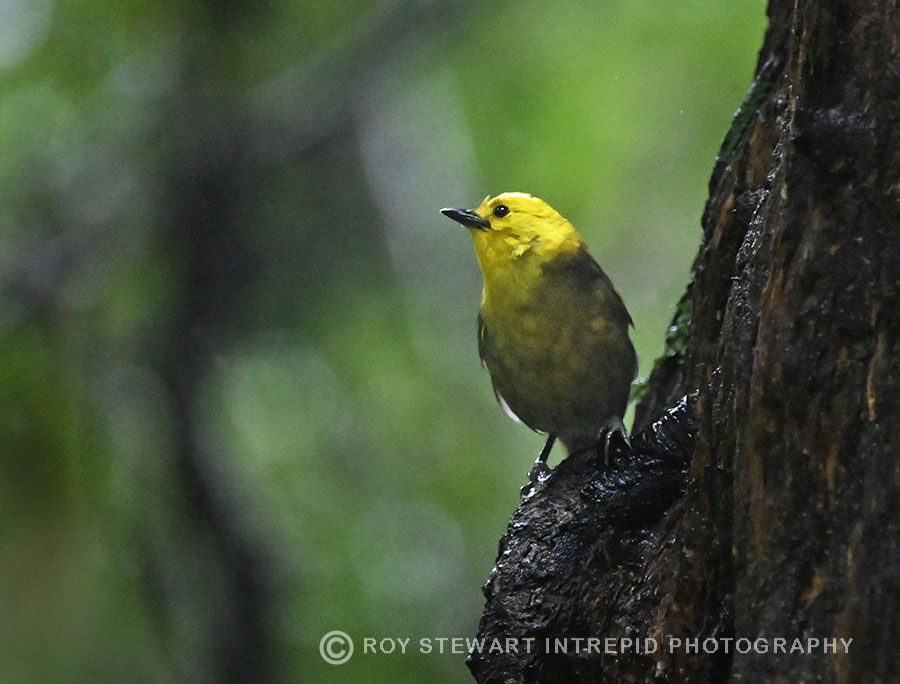Yellowhead (Mohua)