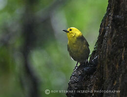 Yellowhead (Mohua)