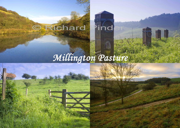 Millington Pasture