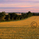 Barley Field