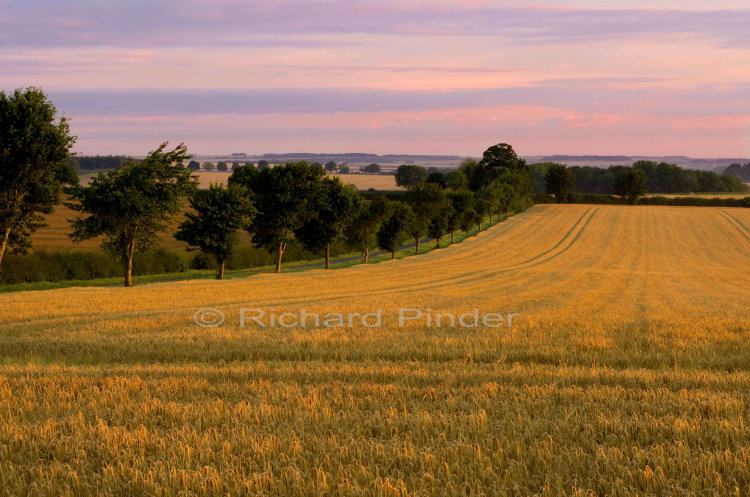 Barley fields East Yorkshire