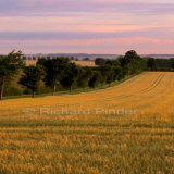 Barley fields East Yorkshire