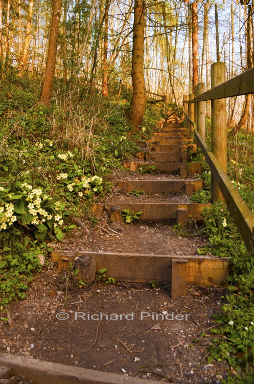 Woodland Walk Millington