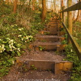 Woodland Walk Millington