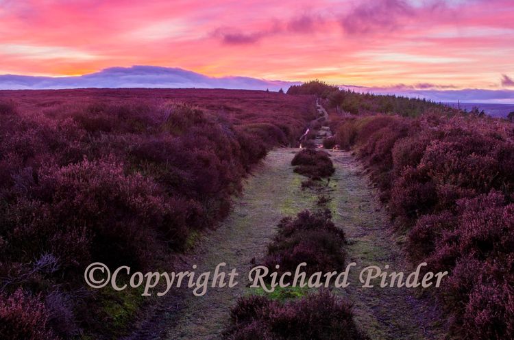 Egton High Moor