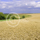 Huggate Wold at Harvest Time