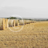 Straw Bales on the East Yorkshire Wolds