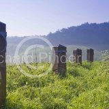 Horse Posts, Millington Pastures