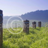 Millington Horse Posts