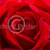 Red Rose