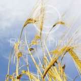 Winter Barley