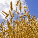 Wheat