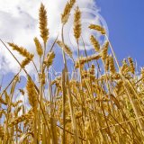 Wheat