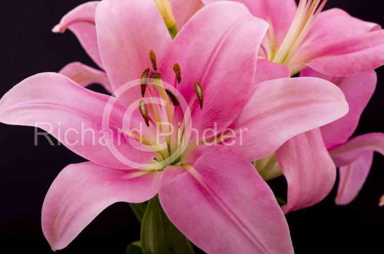 Oriental Pink Lilly