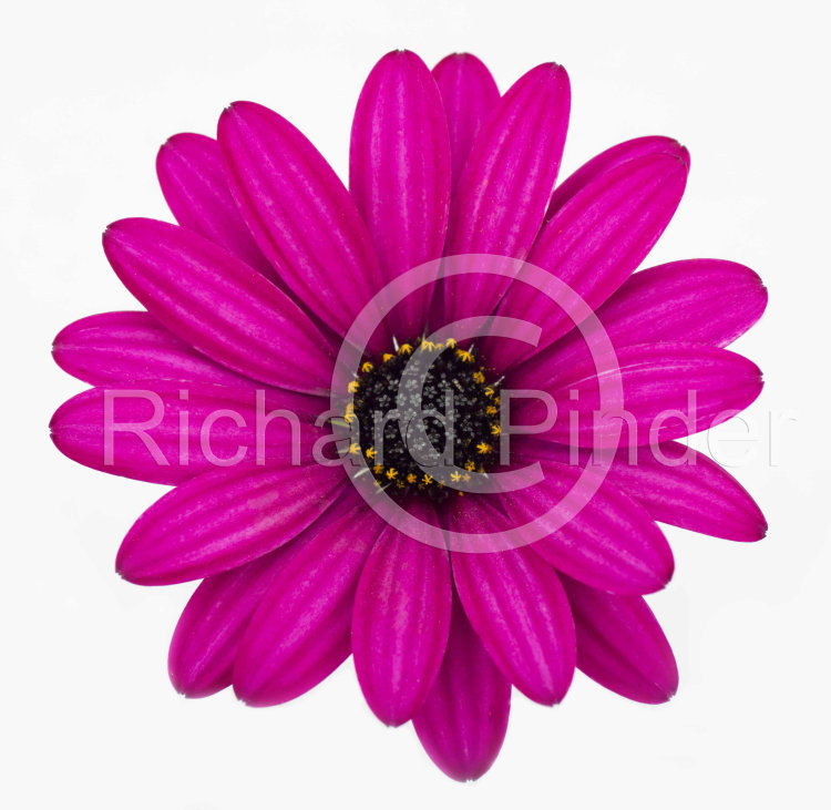 African Daisy