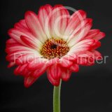 Gerbera