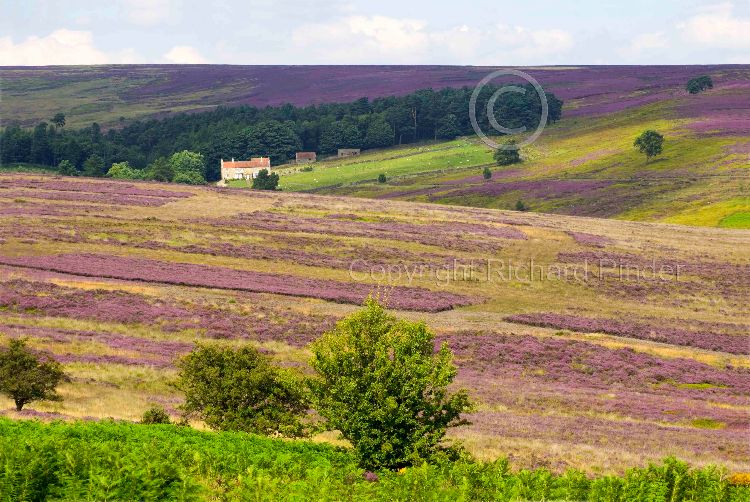 Spaunton Moor, North York Moors