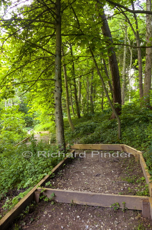 Woodland Walk Lily Dale Millington Wood