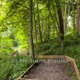 Woodland Walk Lily Dale Millington Wood
