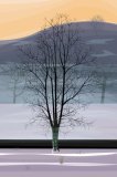 "Winter Sycamore" by Dan Crisp