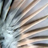 Chaffinch wing