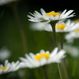 Daisies