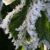 Frost
