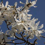 Magnolia in March