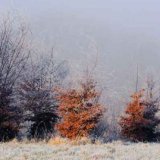 Mist and frost