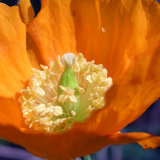 Orange poppy