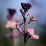 Perennial wallflower